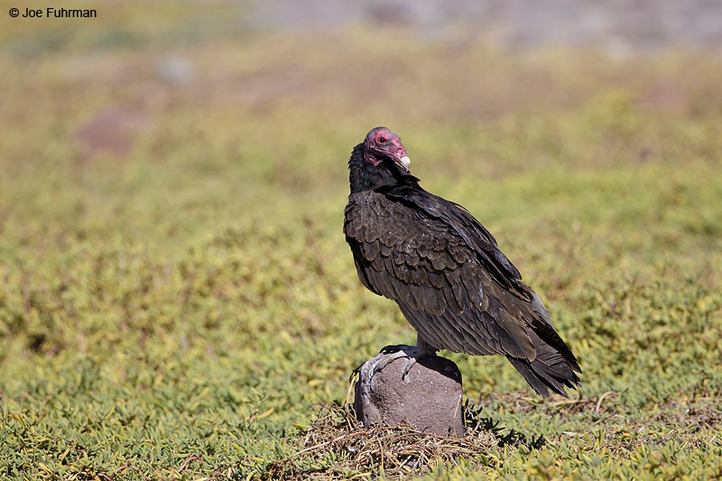 Turkey Vulture BCS, Mexico March 2011