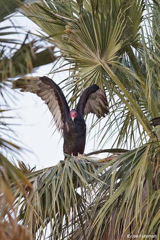 Turkey Vulture Riverside Co., CA April 2013