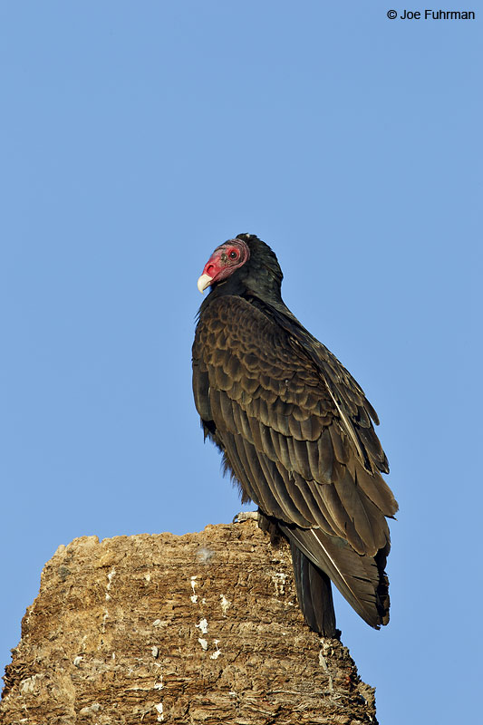 Turkey Vulture Riverside Co., CA April 2013