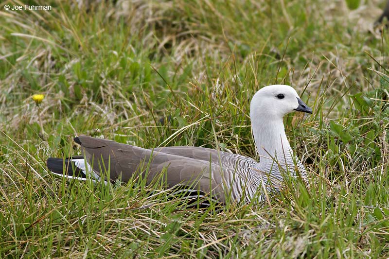 Upland Goose on nest Ushuaia, Argentina   Nov. 2010