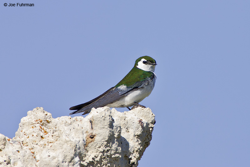 Violet-green Swallow Mono Co., CA June 2007