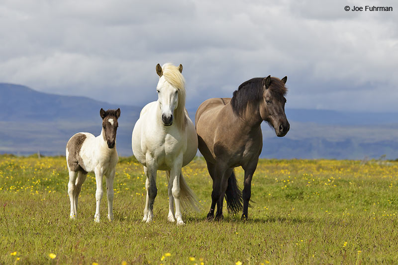 Icelandic Horse Iceland   July 2013