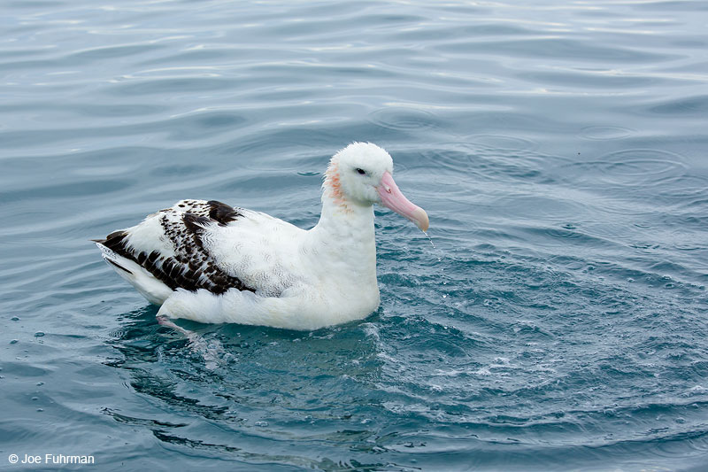 Wandering AlbatrossKaikoura, New Zealand Dec. 2014
