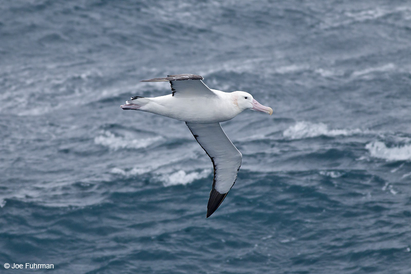Wandering Albatross S. Atlantic Ocean near S. Georgia Is. Nov. 2010