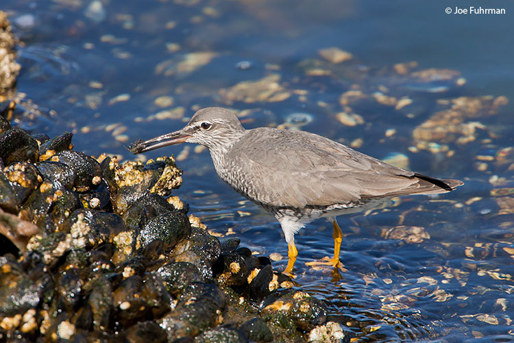 Wandering TattlerL.A. Co., CA   May 2008