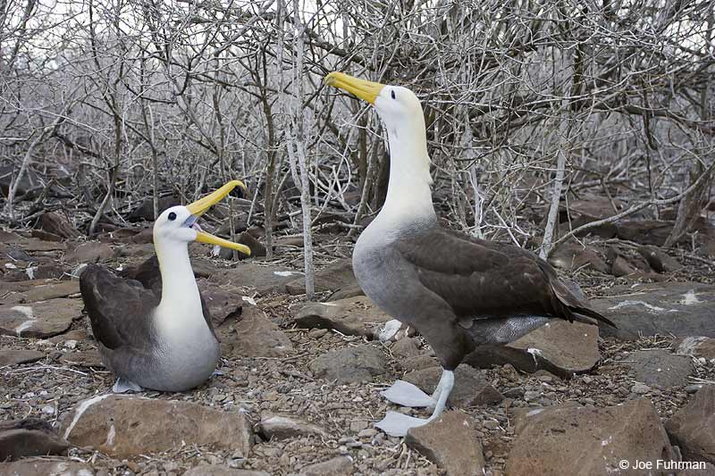 Waved Albatross Galapagos Islands, Ecuador   December 2005