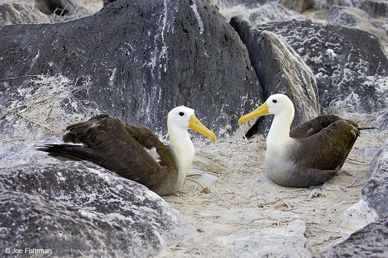 Waved Albatross Galapagos Islands, Ecuador   December 2005
