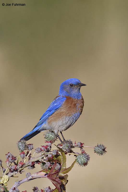 Western Bluebird male L.A. Co., CA May 2012