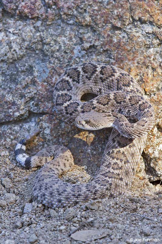Western Diamondback Rattlesnake (Madera Cyn.) Pima Co., AZ   April 2010