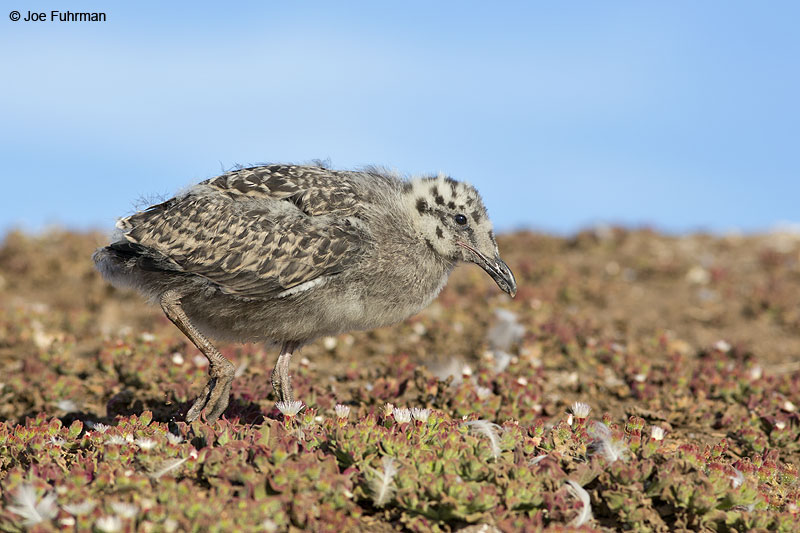 Western Gull juv. Anacapa Island-Channel Islands N.P., CA June 2014