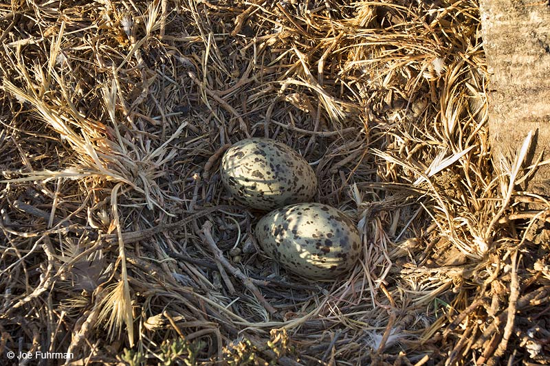 Western Gull nest & eggs Anacapa Island-Channel Islands N.P., CA June 2014