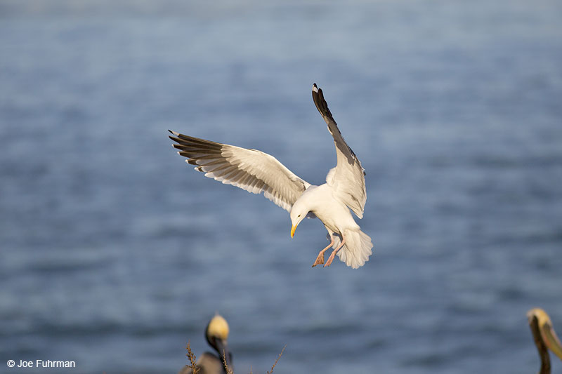 Western Gull San Diego, CA Jan. 2014