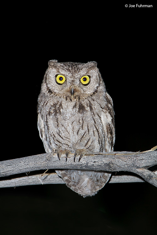 Western Screech-Owl Riverside Co., CA April 2009