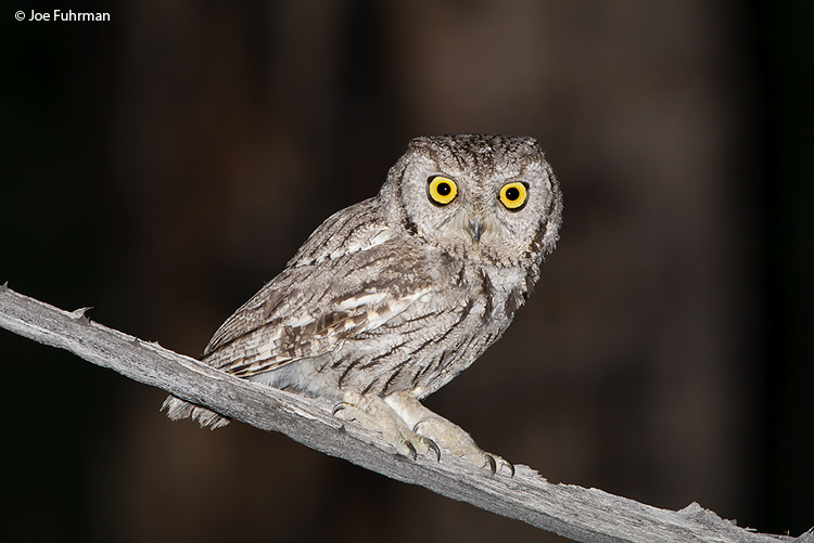 Western Screech-Owl Riverside Co., CA April 2009