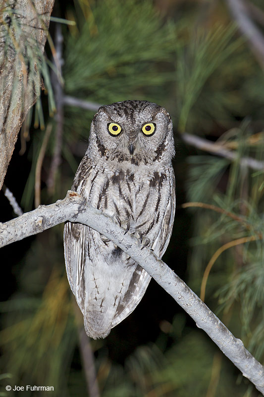 Western Screech-Owl Riverside Co., CA April 2012