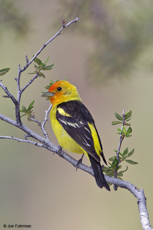 Western Tanager adult male Clark Co., NV   June 2009