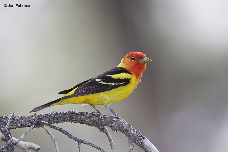 Western Tanager male Kern Co., CA   June 2006