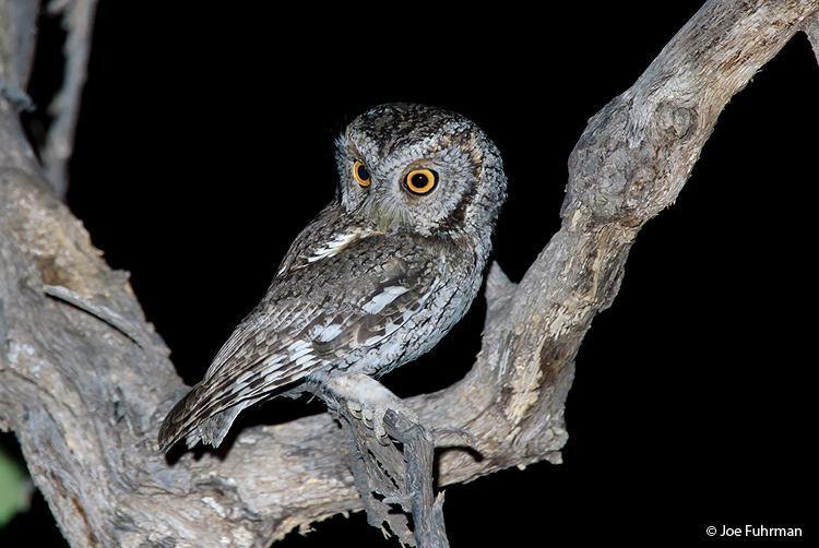 Whiskered Screech-Owl Cochise Co., AZ May 2007