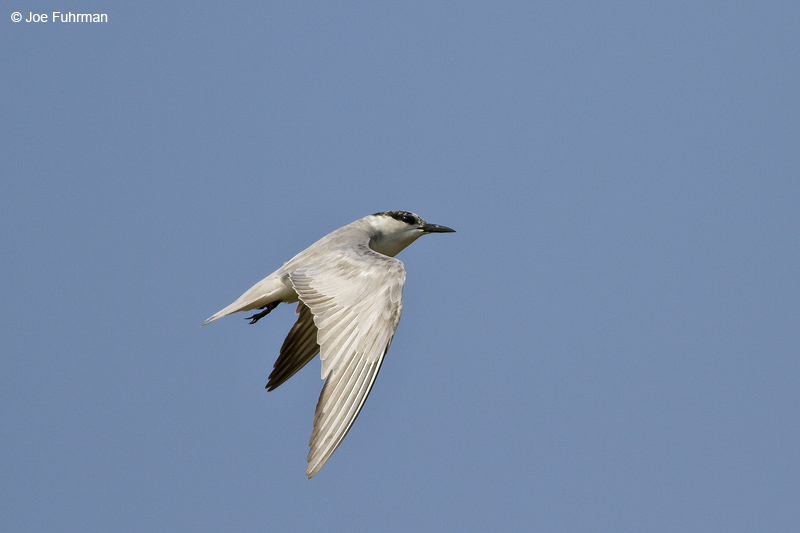 Whiskered Tern  Thailand   Feb. 2012