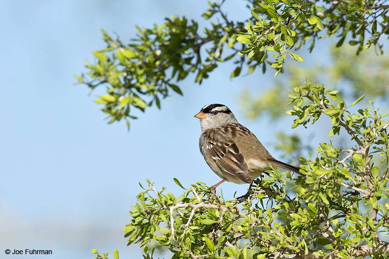 White-crowned Sparrow Hidalgo Co., TX Feb. 2014