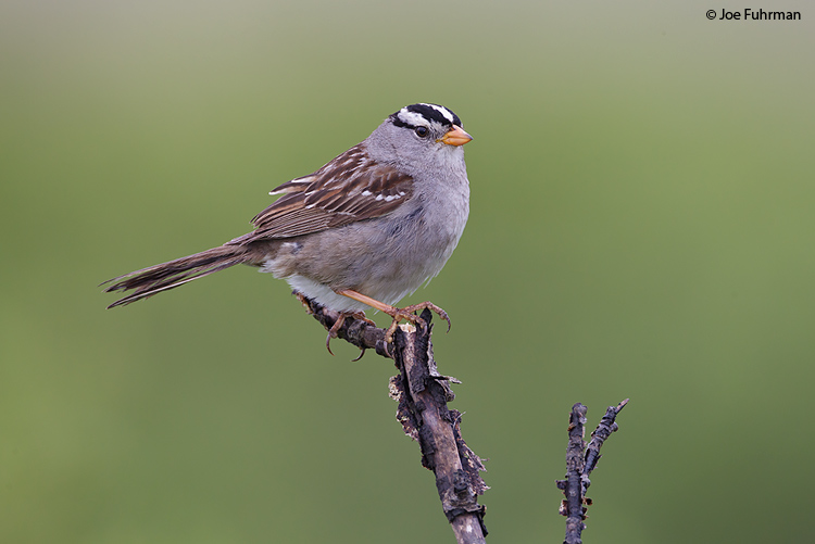 White-crowned Sparrow Seward Peninsula, AK June 2011