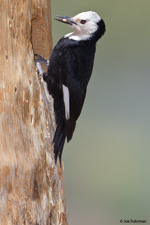 White-headed Woodpecker Mono Co., CA June 2011