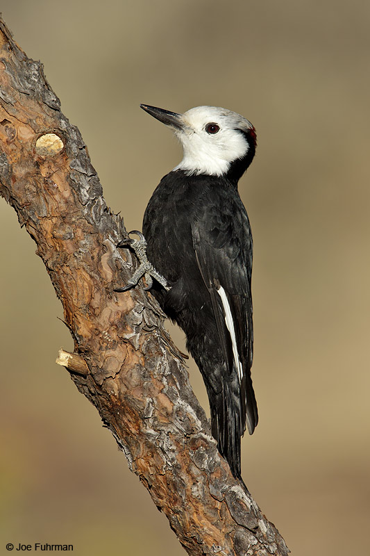 White-headed Woodpecker-male Lake Co., OR Sept. 2010
