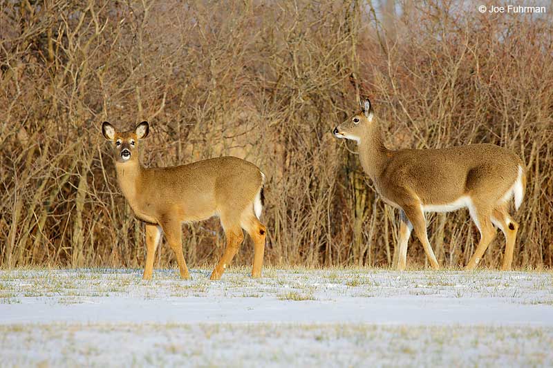 White-tailed DeerLake Erie Metropark, MI Jan. 2016