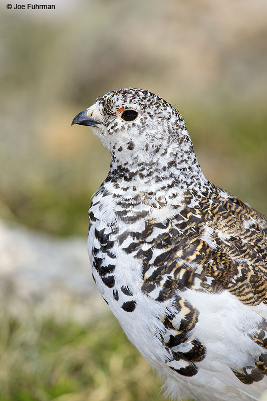 White-tailed Ptarmigan Summit Co., CO   June 2014