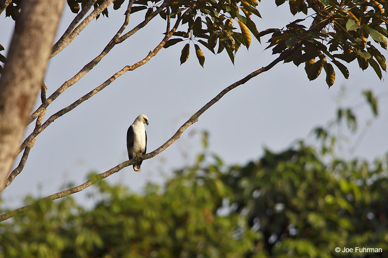 White Hawk Carajas, Brazil   October 2009