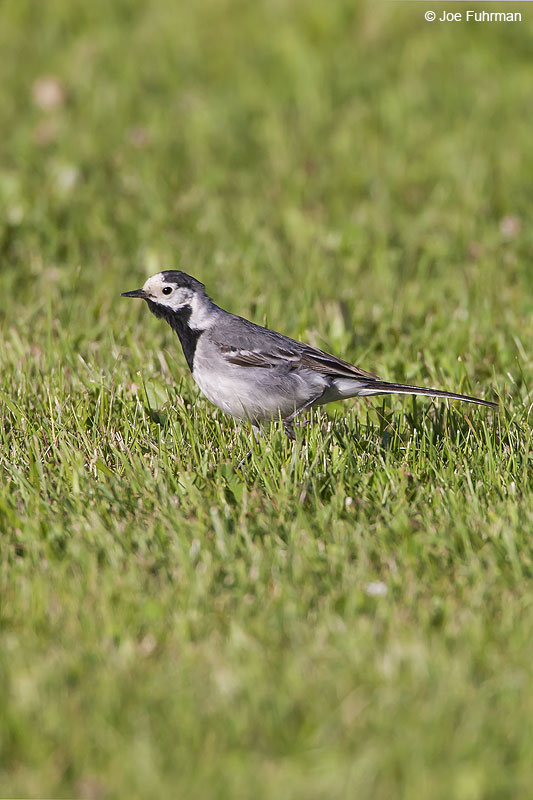 White Wagtail Oslo, Norway June 2008