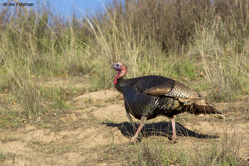 Wild TurkeyPinnacles National Park, CA March 2014