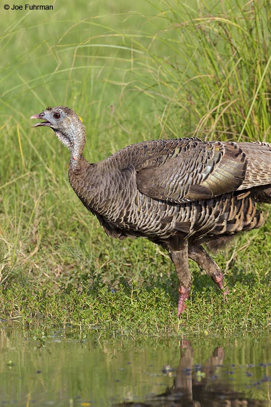 Wild TurkeyHidalgo Co., TX April 2012