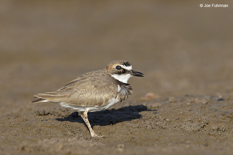 Wilson's Plover breeding plumage Ameca River Lagoon-Nay., Mexico March 2013