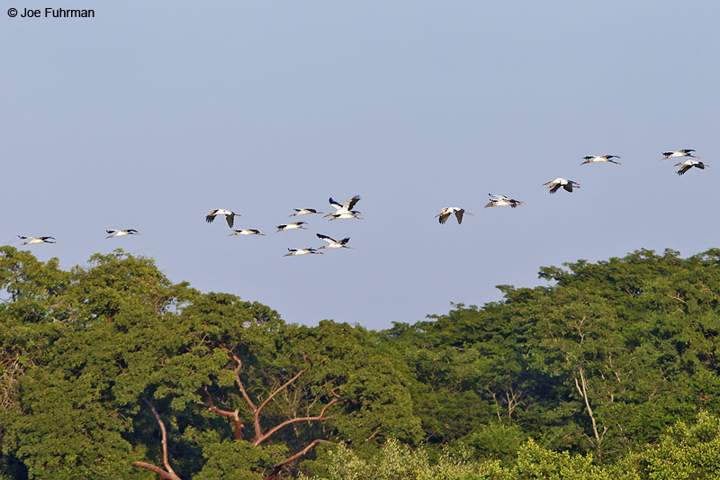 Wood Stork Laguna de Quelele, Nay., Mexico Dec. 2013