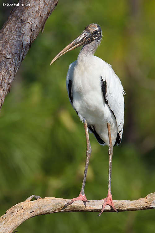 Wood Stork Osceola Co., FL April 2011