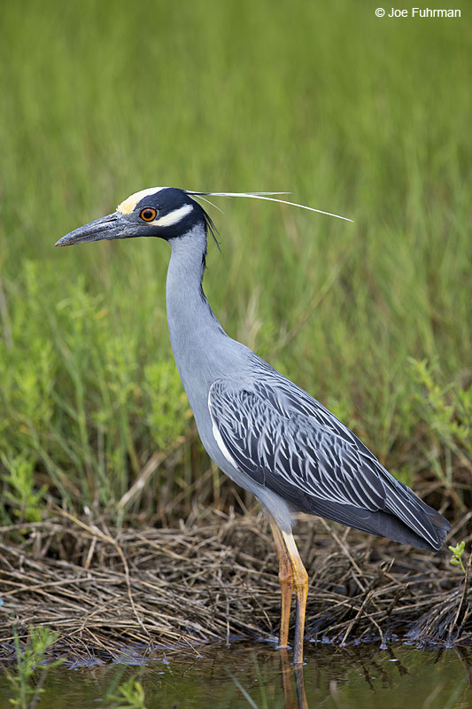 Yellow-crowned Night-Heron Chambers Co., TX April 2014