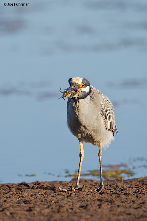 Yellow-crowned Night-Heron BCS, Mexico March 2011