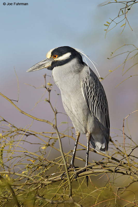 Yellow-crowned Night-Heron BCS, Mexico March 2011