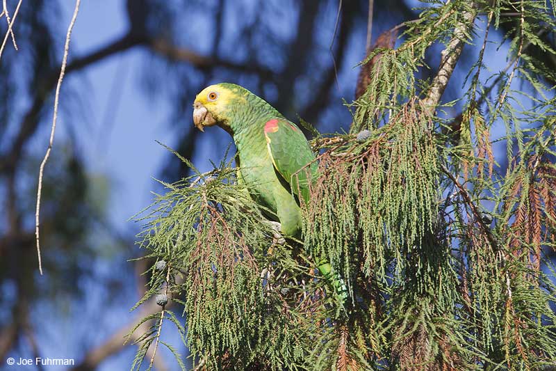 Yellow-headeded Parrot L.A. Co., CA    Sept. 2012