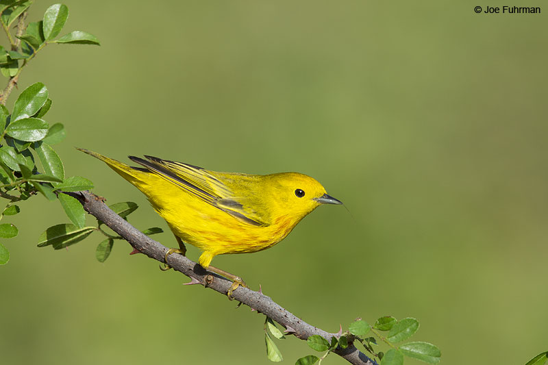 Yellow Warbler male Galveston Co., TX April 2014