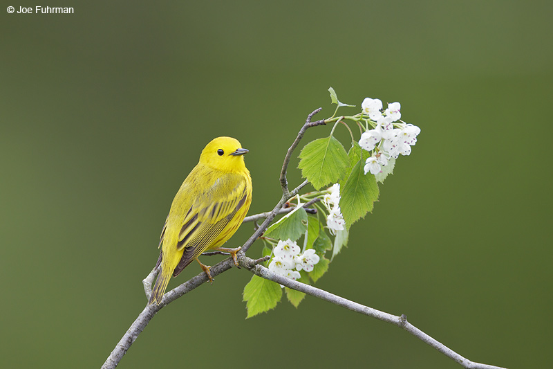 Yellow Warbler male Cattaraugus Co., NY May 2012