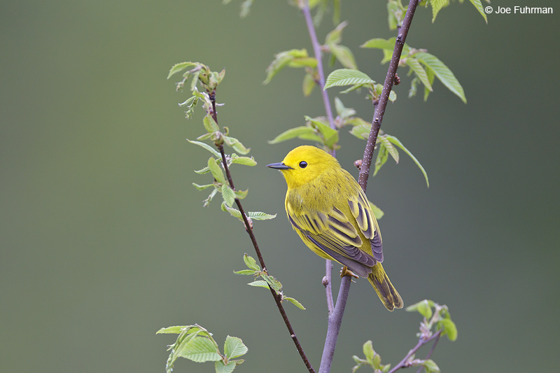 Yellow Warbler male Cattaraugus Co., NY May 2012