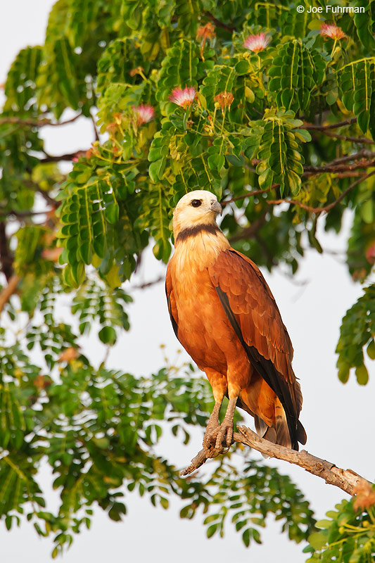 Black-collared Hawk Hato Pinero, Venezuela February 2009