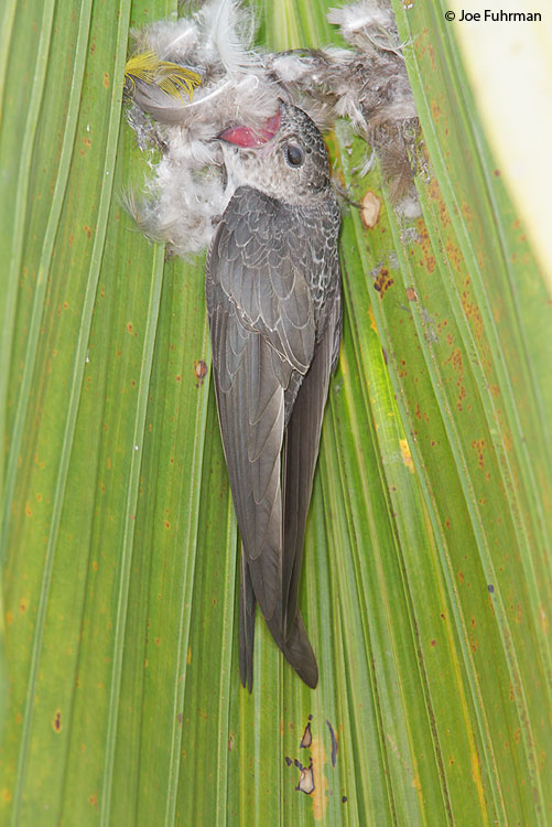 Fork-tailed Palm-Swift Hato El Cedral, Venezuela   February 2009