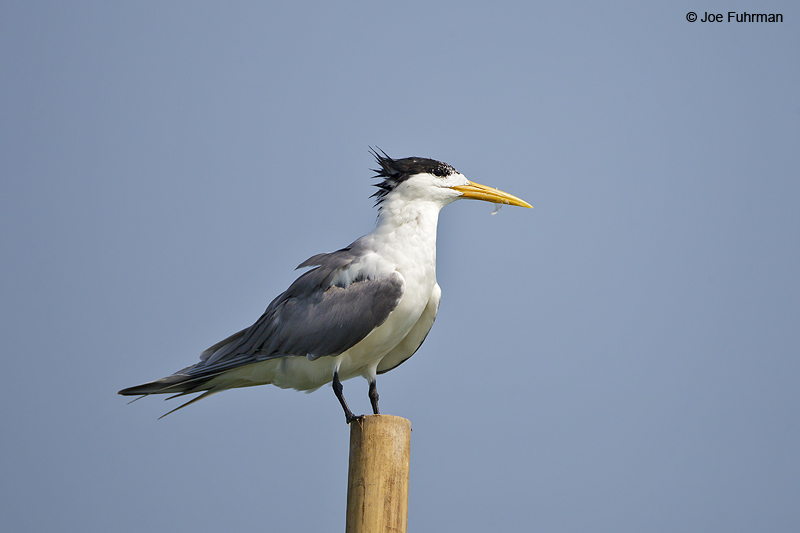 Great Crested Tern Thailand Feb. 2012