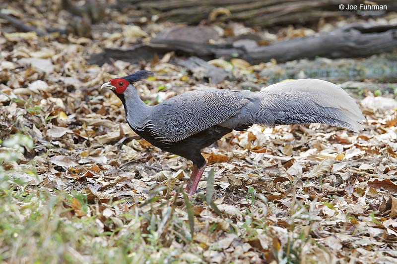 Silver Pheasant Thailand Feb. 2012
