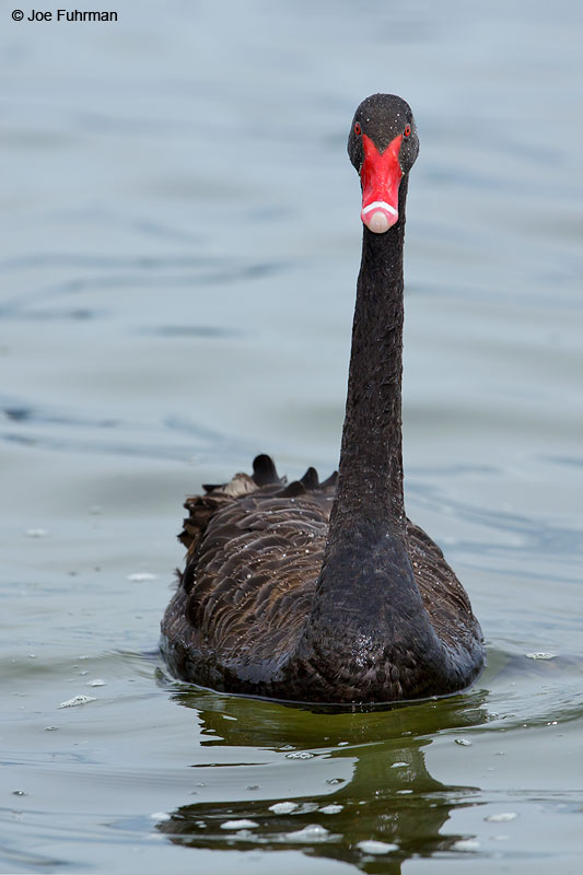 Black Swan Cygnus atratusRotorua, New Zealand Dec. 2014