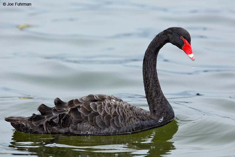 Black Swan Cygnus atratus Rotorua, New Zealand Dec. 2014