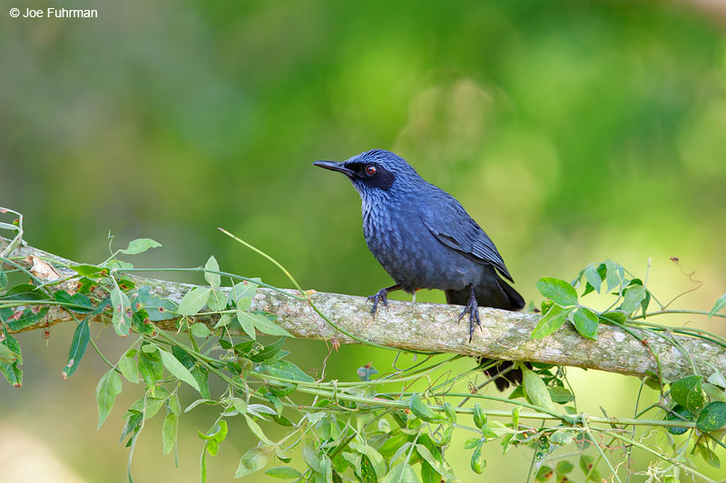 Blue MockingbirdJalisco, Mexico April 2015